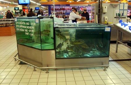 fische-karpfen-aquarium-201202192311021.jpg